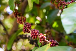 biji kopi excelsa